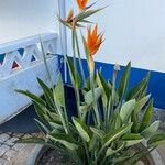 Strelitzia reginae 整株植物