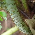 Macrothelypteris torresiana Kabuk