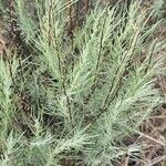 Artemisia filifolia Leaf