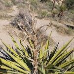 Yucca schidigera Floare