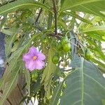 Solanum aviculare Flower