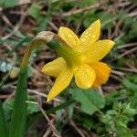 Narcissus minor Flor