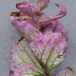 Salvia viridis Λουλούδι