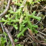 Selaginella denticulata List