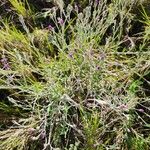 Gutenbergia rueppellii Hábito