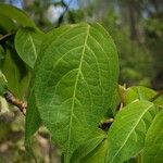 Staphylea trifolia Leaf