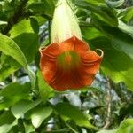 Brugmansia sanguinea Květ