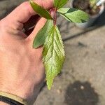 Catha edulis Φύλλο