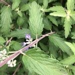 Caryopteris x clandonensis Leaf