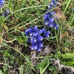 Polygala alpina Flor