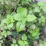 Urtica membranacea Листок