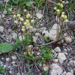 Pyrola chlorantha Hábito