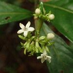 Psychotria ebensis Kwiat