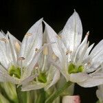 Allium bisceptrum Flower