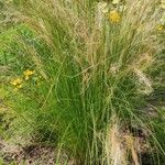 Stipa pennata Pokrój