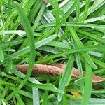 Armeria alpina Leaf