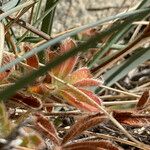 Potentilla nivalis Leaf