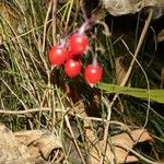 Solanum dulcamaraফল