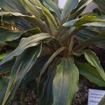 Chlorophytum orchidastrum Habit