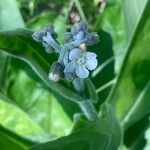 Andersonglossum virginianum ফুল