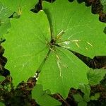 Diphylleia cymosa Hoja