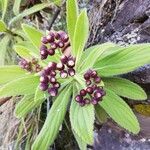 Psiadia anchusifolia Flower