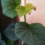 Begonia aconitifolia Frunză