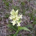Orchis provincialis Flor