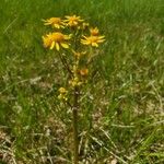 Senecio ampullaceus Flower