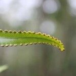 Nephrolepis abrupta Other