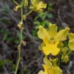 Cyrtopodium andersonii Flower