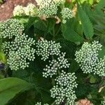 Eupatorium pilosum Blomma