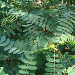 Senna didymobotrya Blatt