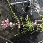 Tamarix africana Fleur