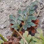 Asplenium ruta-muraria Leaf