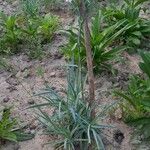 Dianthus arrostoi Habitus