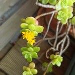 Sedum kimnachii 花