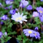 Anemone blanda Hàbitat