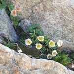 Ranunculus glacialis Flor