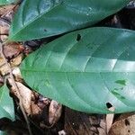 Coelocaryon preussii Hoja