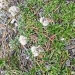 Antennaria dioicaFlower