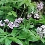 Cardamine pentaphyllos Агульны выгляд