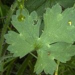 Ranunculus sardous Leaf