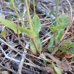 Reichardia intermedia Leaf