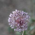 Allium ampeloprasumFlower