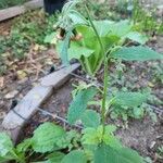 Emilia fosbergii Leaf