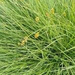 Carex pairae Hostoa