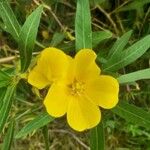 Ludwigia grandiflora 花