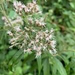 Eupatorium cannabinum Flower