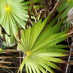 Thrinax radiata Folha